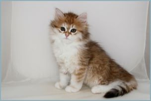 Female Siberian Kitten from Deedlebug Siberians